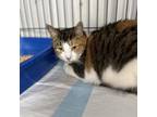 Adopt Kitty Girl a Domestic Short Hair