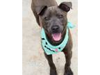 Adopt Vicky a Pit Bull Terrier