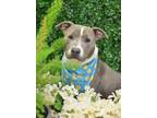 Adopt Cookie a Pit Bull Terrier, Mixed Breed