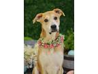 Adopt Hailey a Black Mouth Cur, Mixed Breed