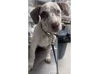 Adopt Addie a German Shorthaired Pointer, Mixed Breed