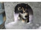 Adopt Sporty (Spice Girls) a Domestic Short Hair, Calico