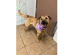 Adopt Skylee a Shepherd, Labrador Retriever