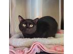 Adopt Raven a Domestic Short Hair