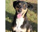 Adopt MARCELINE a Black and Tan Coonhound, Mixed Breed