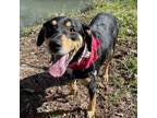 Adopt MARCELINE a Black and Tan Coonhound, Mixed Breed