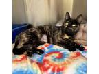 Adopt JAZZY a Domestic Short Hair