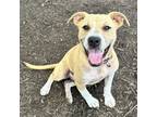 Adopt GINNIE a Terrier