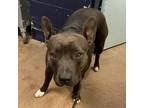 Adopt Spivey a Pit Bull Terrier
