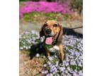 Adopt Butterfly a Beagle