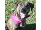Adopt Miss Pearl a Mixed Breed