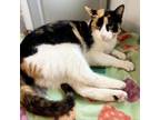 Adopt Checkers a Domestic Short Hair