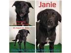 Adopt Janie a Mixed Breed