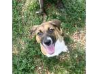 Adopt Polly a Hound, Pit Bull Terrier