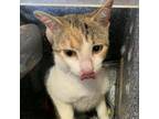 Adopt Squiggle a Domestic Short Hair