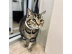 Adopt Kitty a Domestic Short Hair