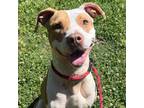 Adopt Florence a Pit Bull Terrier