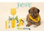 Adopt Hope a Anatolian Shepherd, Mixed Breed