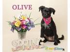 Adopt Olive a Pointer, Mixed Breed