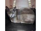 Adopt Cleopatra a Russian Blue, Domestic Short Hair