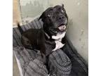 Adopt Michi a Pit Bull Terrier, American Staffordshire Terrier