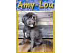 Adopt Amy- Lou a Schnauzer, Mixed Breed