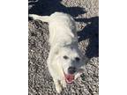 Adopt Gabbi a Great Pyrenees