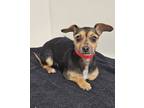 Adopt Stray Hold Marigold a Terrier, Mixed Breed