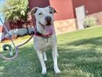 Adopt PEARLY a Pit Bull Terrier