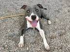 Adopt AMELIA a Pit Bull Terrier