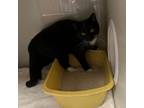 Adopt Whiskers a Domestic Short Hair