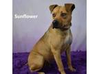 Adopt Sunflower a Pit Bull Terrier