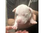 Adopt Strawberry Creme a Pit Bull Terrier