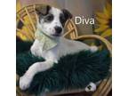Adopt Diva a Terrier