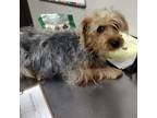 Adopt Shelby a Silky Terrier