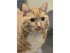 Adopt Peaches a Domestic Short Hair