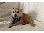 Adopt PINNY a Terrier, Mixed Breed