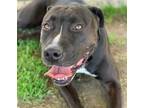 Adopt Dog a Pit Bull Terrier, Mixed Breed