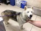 Adopt Dog a Siberian Husky