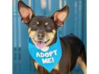 Adopt Zoe a Miniature Pinscher