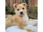 Adopt *Renee - Puppy a Cattle Dog, Mixed Breed
