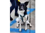 Adopt Clementine a Border Collie