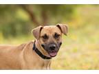 Adopt Cookie a Shepherd, Pit Bull Terrier