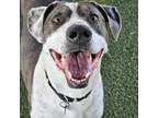 Adopt Nala a Pit Bull Terrier, Mixed Breed