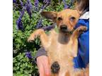 Adopt Honey Bee a Terrier, Mixed Breed