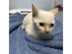 Adopt Biscuit a Domestic Short Hair, Siamese