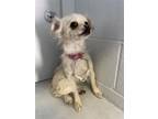 Adopt PINKY a Terrier