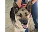 Adopt LADY BUG a German Shepherd Dog