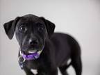 Adopt Nebula a Pit Bull Terrier