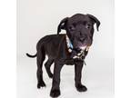 Adopt Andromeda a Pit Bull Terrier